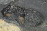 Thysanopeltis Trilobite - Boudib, Morocco #275223-3